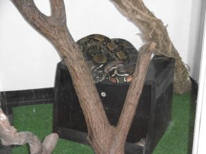 Snake enclosures